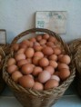 Huevos